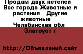 Продам двух нетелей - Все города Животные и растения » Другие животные   . Челябинская обл.,Златоуст г.